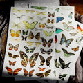 Schmetterlings-Aufkleber zum Aufkleben | Journaling- und Scrapbooking-Zubehör