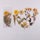 Flower PET Sticker Journal Stickers Pack