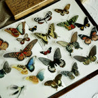 Vintage Schmetterling Pergament-Aufkleber